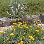 Stella Del Cilento Raggio Di Sole أغروبولي